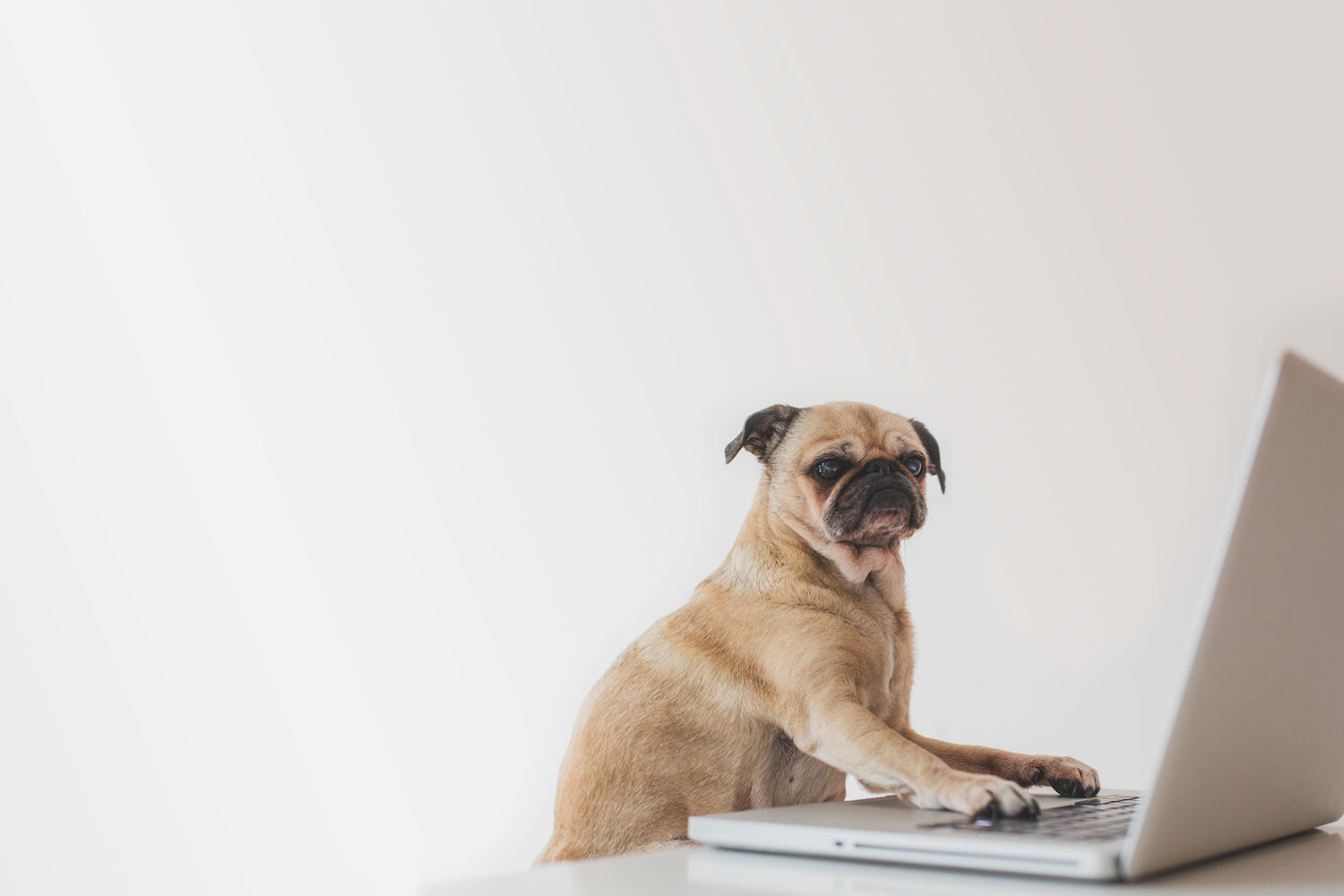 Mops mit Laptop
